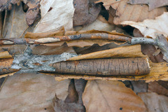 Diatrype decorticata