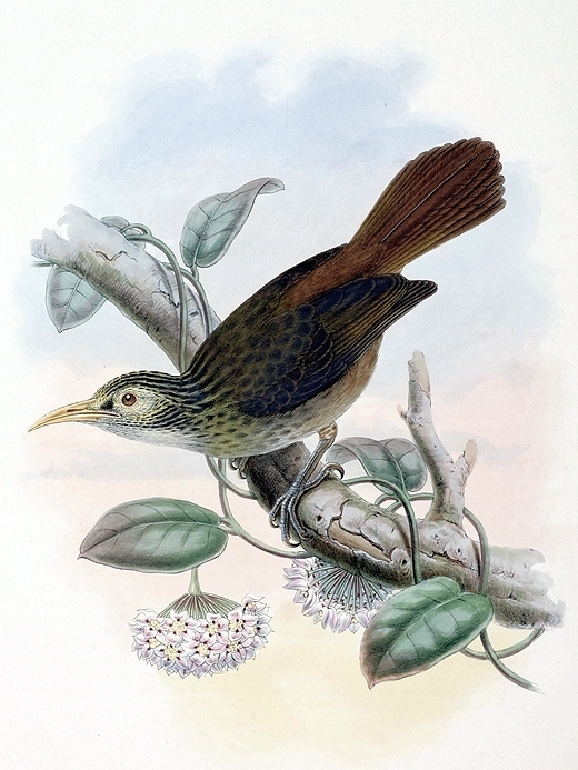 Meliarchus