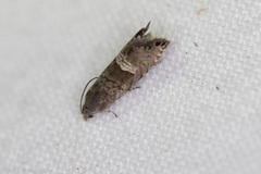 Sereda tautana