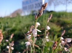 Asphodelus fistulosus