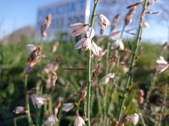 Asphodelus fistulosus