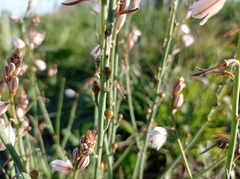 Asphodelus fistulosus