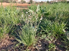 Asphodelus fistulosus