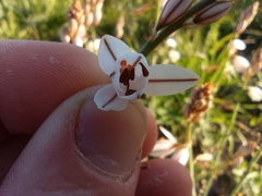 Asphodelus fistulosus