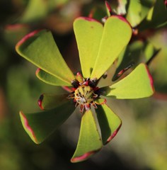 Leucadendron muirii