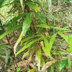 Lygodiaceae