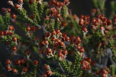 Erica spectabilis