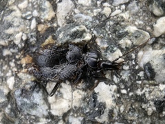 Scaphinotus interruptus