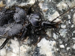 Scaphinotus interruptus