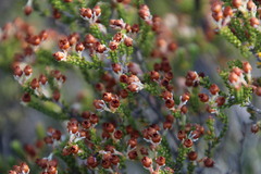 Erica spectabilis