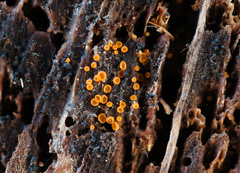 Arachnopeziza trabinelloides