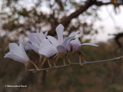 Dendrobium barbatulum