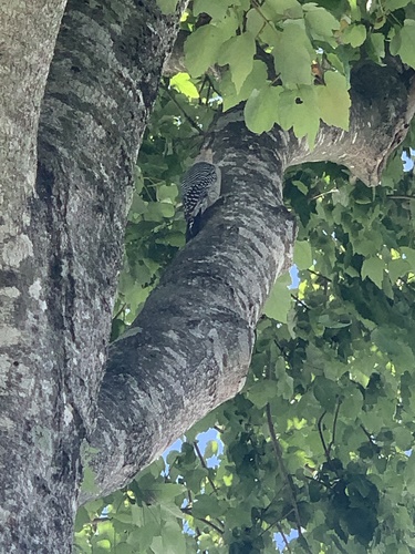 Melanerpes carolinus image