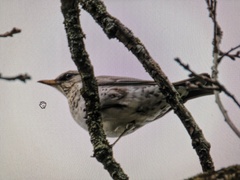 Turdus pilaris