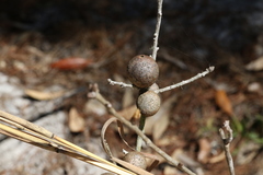 Disholcaspis quercusomnivora