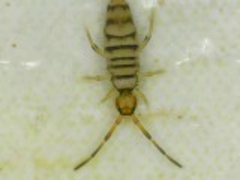 Entomobrya nigrocincta