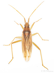 Stenodema holsata