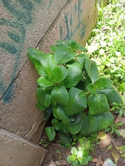 Kalanchoe densiflora