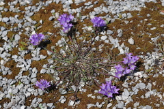 Edraianthus tenuifolius