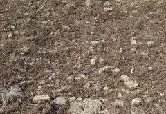 Colchicum bulbocodium versicolor