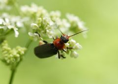 Cantharis annularis