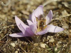 Colchicum bulbocodium versicolor
