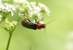 Cantharis annularis