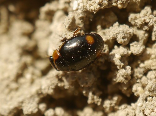 Hyperaspis pseudopustulata