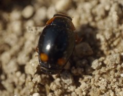 Hyperaspis reppensis pseudopustulata