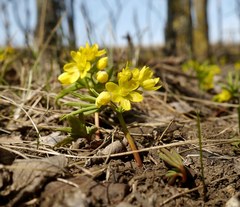 Gymnospermium odessanum