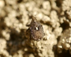 Ethelcus denticulatus