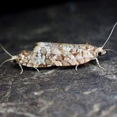Argyrotaenia tabulana