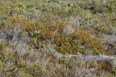 Leucadendron muirii