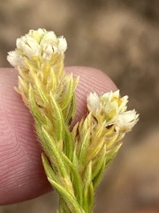 Phylica excelsa excelsa