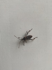 Leptoglossus occidentalis