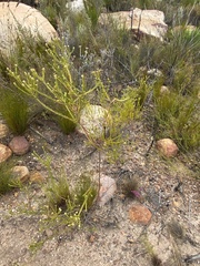 Phylica excelsa excelsa