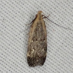 Dichomeris costarufoella