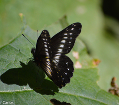 Catasticta flisa flisa