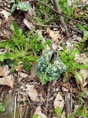 Trillium cuneatum
