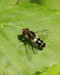 Leucozona laternaria