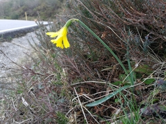 Narcissus minor asturiensis