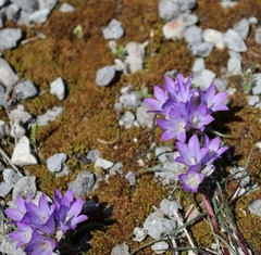 Edraianthus tenuifolius