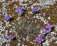 Edraianthus tenuifolius