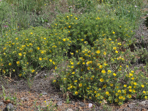 Subspecies Asteriscus Graveolens Odorus · Inaturalist