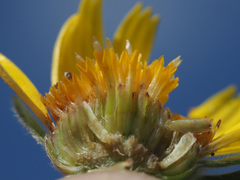 Asteriscus graveolens image