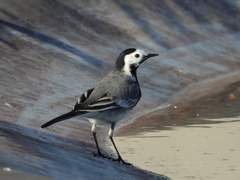 Motacilla alba