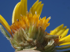 Asteriscus graveolens image