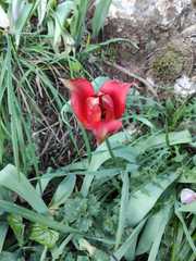 Tulipa