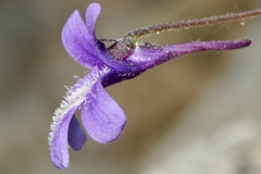 Pinguicula caussensis
