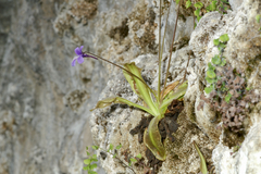 Pinguicula caussensis